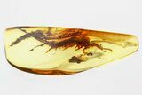 Large Fossil Bristletail (Machilidae) In Baltic Amber #335628-2